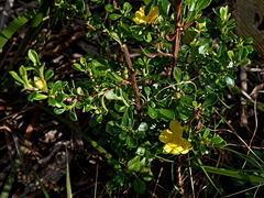 Hibbertia diffusa