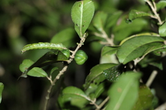 Acronychia pauciflora