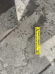 Columba livia domestica