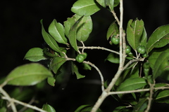 Acronychia pauciflora