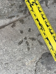 Columba livia domestica