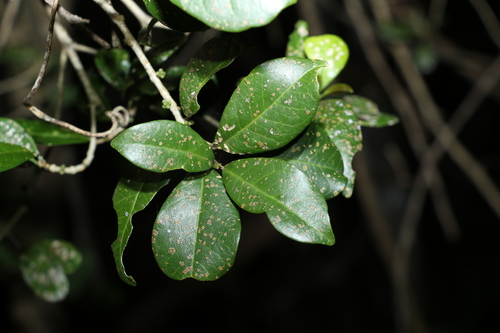 Image of soft acronychia by (c) Greg Tasney, some rights reserved (CC BY-SA)