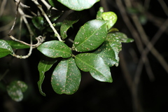 Acronychia pauciflora