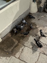 Columba livia domestica