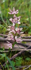 Wurmbea dioica