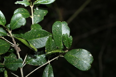 Acronychia pauciflora