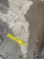 Columba livia domestica