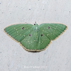 Comostola leucosticta