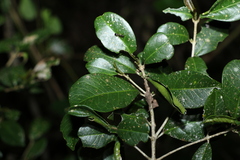 Acronychia pauciflora