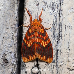 Barsine flammealis