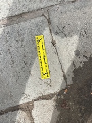 Columba livia domestica