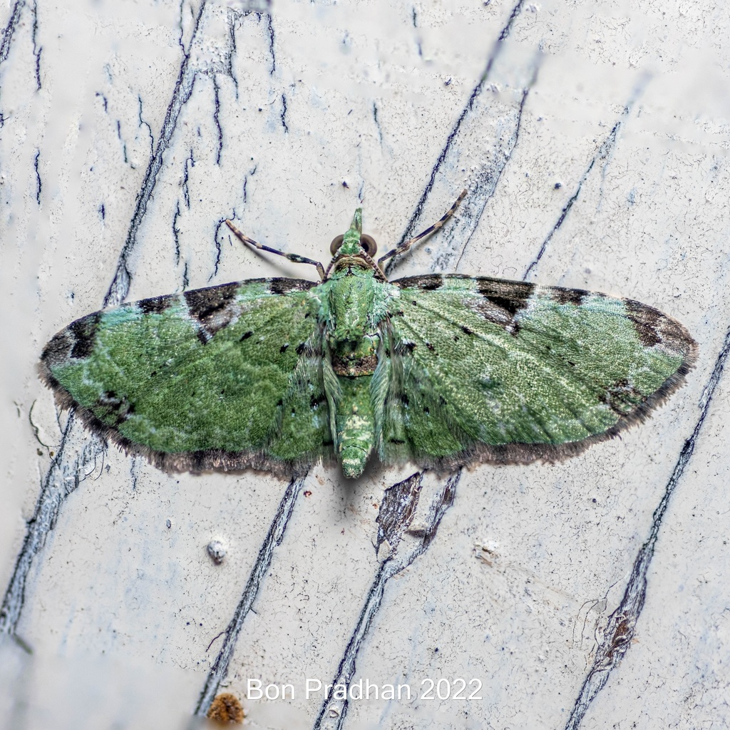 Ardonis chlorophilata