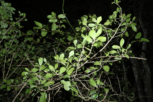 Image of soft acronychia by (c) Greg Tasney, some rights reserved (CC BY-SA)