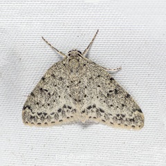 Naxidia irrorata