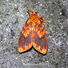 Barsine flammealis