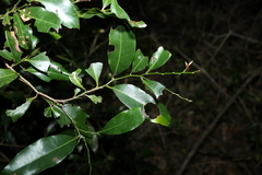 Cryptocarya sclerophylla