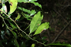 Cryptocarya sclerophylla