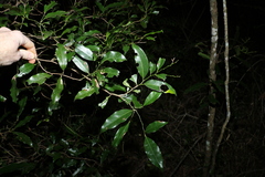 Cryptocarya sclerophylla