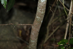 Cryptocarya sclerophylla