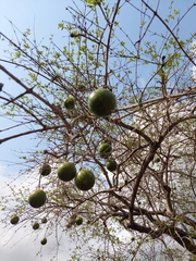 Strychnos madagascariensis