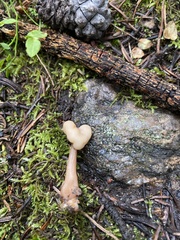 Cudonia circinans