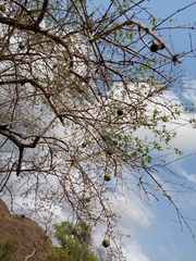 Strychnos madagascariensis