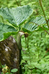 Arisaema propinquum
