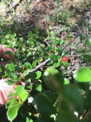 Cotoneaster microphyllus