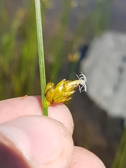 Schoenoplectus torreyi