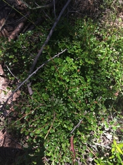Cotoneaster microphyllus