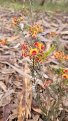 Dillwynia laxiflora