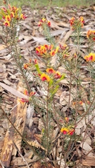 Dillwynia laxiflora