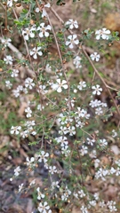 Leptospermum erubescens