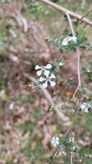 Leptospermum erubescens