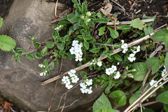 Acanthophyllum cerastioides