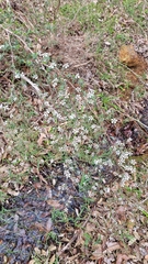 Leptospermum erubescens