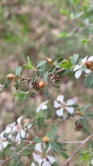 Leptospermum erubescens