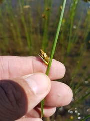 Schoenoplectus torreyi
