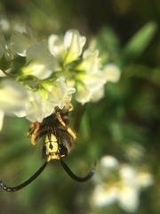 Dolichovespula norvegicoides