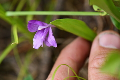 Roscoea alpina