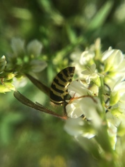 Dolichovespula norvegicoides