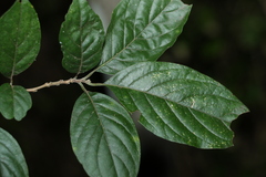 Turraea pubescens