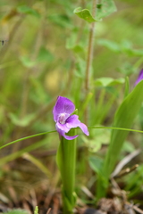 Roscoea alpina