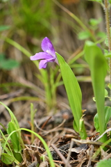 Roscoea alpina
