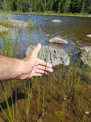 Schoenoplectus torreyi