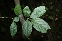 Turraea pubescens