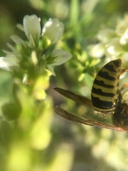 Dolichovespula norvegicoides