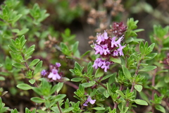 Thymus linearis