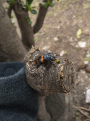 Nicrophorus mexicanus