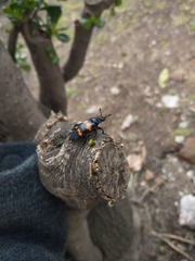 Nicrophorus mexicanus